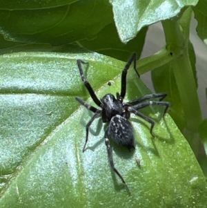 Badumna sp. (genus) at Holt, ACT - 2 Oct 2023