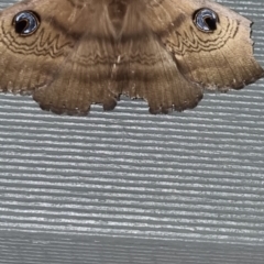 Dasypodia selenophora (Southern old lady moth) at QPRC LGA - 2 Oct 2023 by Paul4K