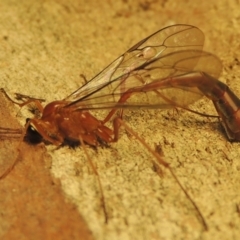 Dicamptus fuscicornis at Conder, ACT - 11 Apr 2023