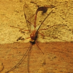 Dicamptus fuscicornis at Conder, ACT - 11 Apr 2023