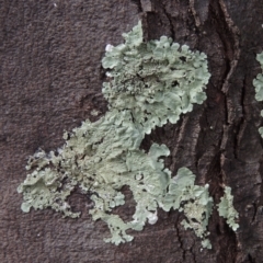 Parmeliaceae (family) (A lichen family) at Conder, ACT - 13 Apr 2023 by MichaelBedingfield