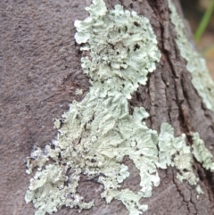 Parmeliaceae (family) at Conder, ACT - 13 Apr 2023