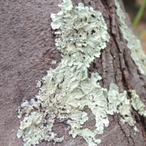 Parmeliaceae (family) at Conder, ACT - 13 Apr 2023