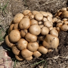 Gymnopilus junonius (Spectacular Rustgill) at Deakin, ACT - 29 Sep 2023 by Jenny54