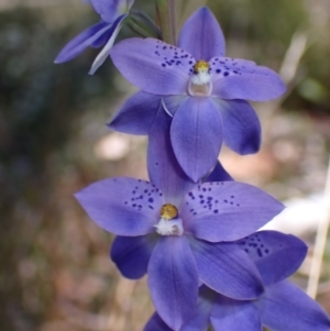 Thelymitra ixioides (Dotted Sun Orchid) at Penrose, NSW by AnneG1