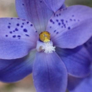 Thelymitra ixioides at Penrose, NSW - suppressed