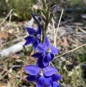 Thelymitra ixioides at Penrose, NSW - 30 Sep 2023