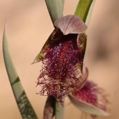 Calochilus platychilus (Purple Beard Orchid) at Bruce, ACT - 1 Oct 2023 by ConBoekel