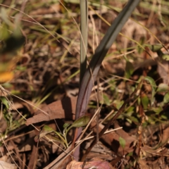 Calochilus platychilus at Bruce, ACT - suppressed