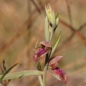 Calochilus platychilus at Bruce, ACT - suppressed