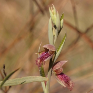 Calochilus platychilus at Bruce, ACT - 2 Oct 2023