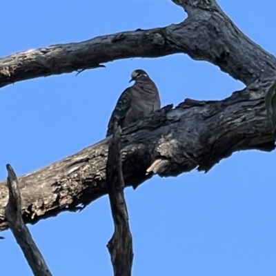 Phaps chalcoptera (Common Bronzewing) at Watson, ACT - 28 Sep 2023 by Louisab