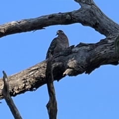 Phaps chalcoptera (Common Bronzewing) at Mount Majura - 28 Sep 2023 by Louisab