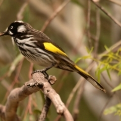 Phylidonyris novaehollandiae (New Holland Honeyeater) at Belconnen, ACT - 1 Oct 2023 by Thurstan