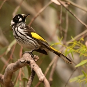 Phylidonyris novaehollandiae at Belconnen, ACT - 2 Oct 2023