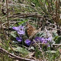 Junonia villida (Meadow Argus) at QPRC LGA - 2 Oct 2023 by Csteele4