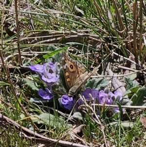 Junonia villida at Captains Flat, NSW - 2 Oct 2023 12:46 PM