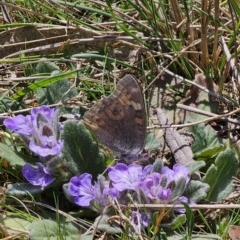 Junonia villida at Captains Flat, NSW - 2 Oct 2023