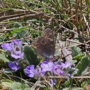 Junonia villida at Captains Flat, NSW - 2 Oct 2023