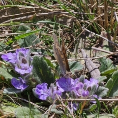 Junonia villida at Captains Flat, NSW - 2 Oct 2023