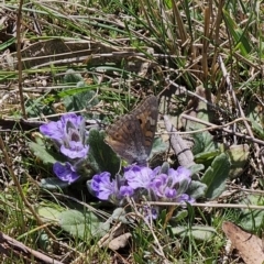 Junonia villida at Captains Flat, NSW - 2 Oct 2023