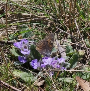 Junonia villida at Captains Flat, NSW - 2 Oct 2023 12:46 PM