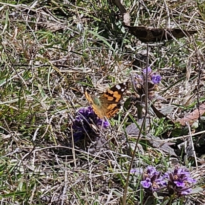 Vanessa kershawi (Australian Painted Lady) at QPRC LGA - 2 Oct 2023 by Csteele4