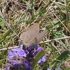 Lampides boeticus (Long-tailed Pea-blue) at QPRC LGA - 2 Oct 2023 by Csteele4