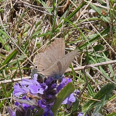 Lampides boeticus (Long-tailed Pea-blue) at Captains Flat, NSW - 2 Oct 2023 by Csteele4