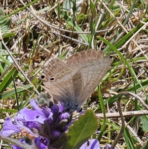 Lampides boeticus at Captains Flat, NSW - 2 Oct 2023 01:19 PM