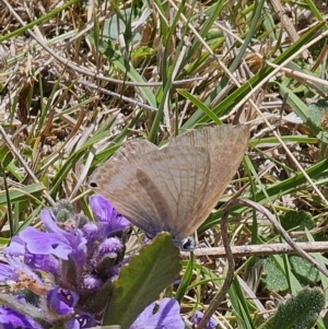 Lampides boeticus at Captains Flat, NSW - 2 Oct 2023 01:19 PM