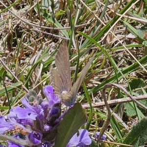 Lampides boeticus at Captains Flat, NSW - 2 Oct 2023 01:19 PM