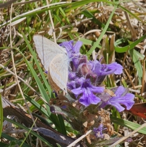 Lampides boeticus at Captains Flat, NSW - 2 Oct 2023 01:19 PM