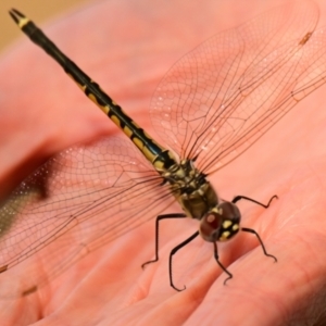 Hemicordulia tau at Lake Ginninderra - 2 Oct 2023 09:19 AM