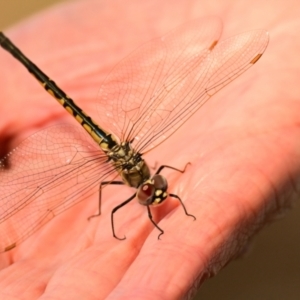 Hemicordulia tau at Lake Ginninderra - 2 Oct 2023