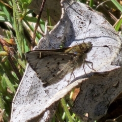 Pasma tasmanica (Two-spotted Grass-skipper) at Captains Flat, NSW - 2 Oct 2023 by Csteele4