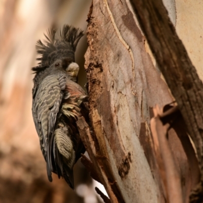 Callocephalon fimbriatum (Gang-gang Cockatoo) at Belconnen, ACT - 1 Oct 2023 by Thurstan