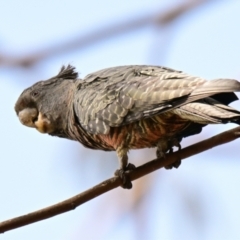 Callocephalon fimbriatum at Belconnen, ACT - suppressed