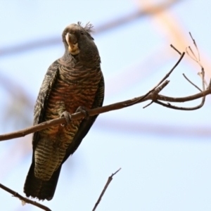 Callocephalon fimbriatum at Belconnen, ACT - suppressed