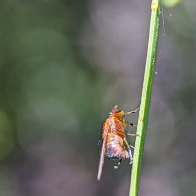 Rhagadolyra magnicornis (Lauxaniid fly) at ANBG - 2 Oct 2023 by Miranda