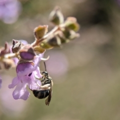 Lasioglossum (Chilalictus) sp. (genus & subgenus) (Halictid bee) at ANBG - 2 Oct 2023 by Miranda