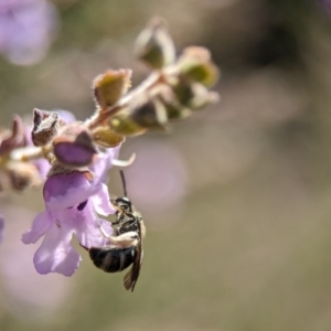 Lasioglossum (Chilalictus) sp. (genus & subgenus) at Acton, ACT - 2 Oct 2023 12:37 PM