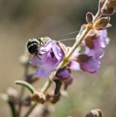 Lasioglossum (Chilalictus) sp. (genus & subgenus) at Acton, ACT - 2 Oct 2023 12:37 PM