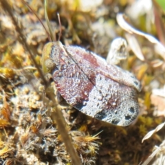 Platybrachys decemmacula (Green-faced gum hopper) at Hall, ACT - 2 Oct 2023 by Christine