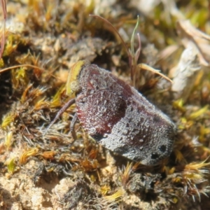 Platybrachys decemmacula at Hall, ACT - 2 Oct 2023 10:42 AM