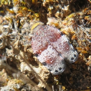 Platybrachys decemmacula at Hall, ACT - 2 Oct 2023 10:42 AM