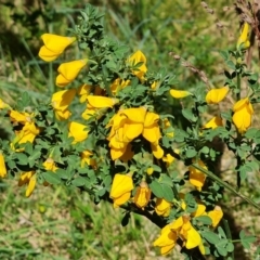 Genista monspessulana (Cape Broom, Montpellier Broom) at Farrer, ACT - 2 Oct 2023 by Mike