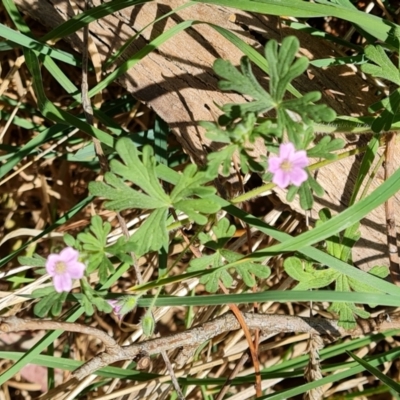 Geranium solanderi var. solanderi (Native Geranium) at Isaacs Ridge and Nearby - 2 Oct 2023 by Mike