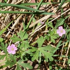 Geranium solanderi var. solanderi at Isaacs Ridge and Nearby - 2 Oct 2023