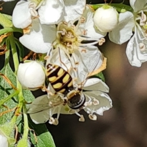 Simosyrphus grandicornis at Isaacs, ACT - 2 Oct 2023